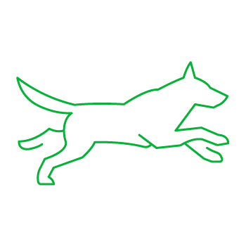 Agility Dog