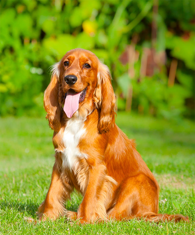 Allevamento Cocker Spaniel Inglese - Allevamento San Francesco a Caravaggio, Bergamo