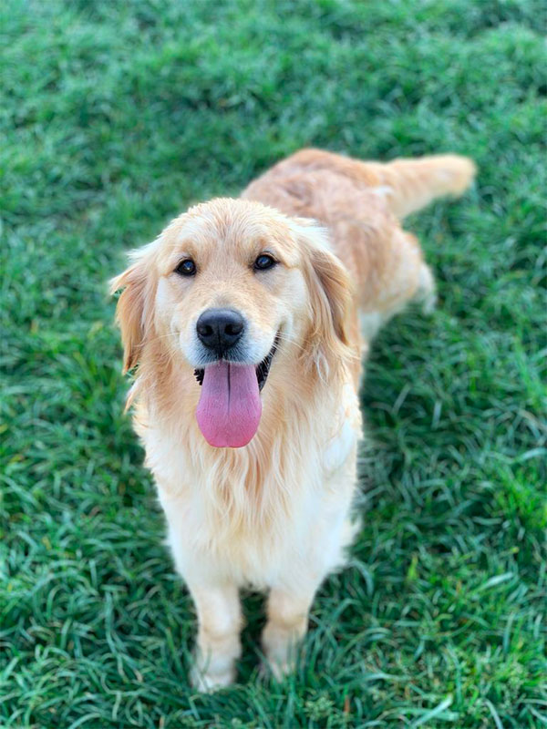 Allevamento Golden Retriever - Allevamento San Francesco a Caravaggio, Bergamo