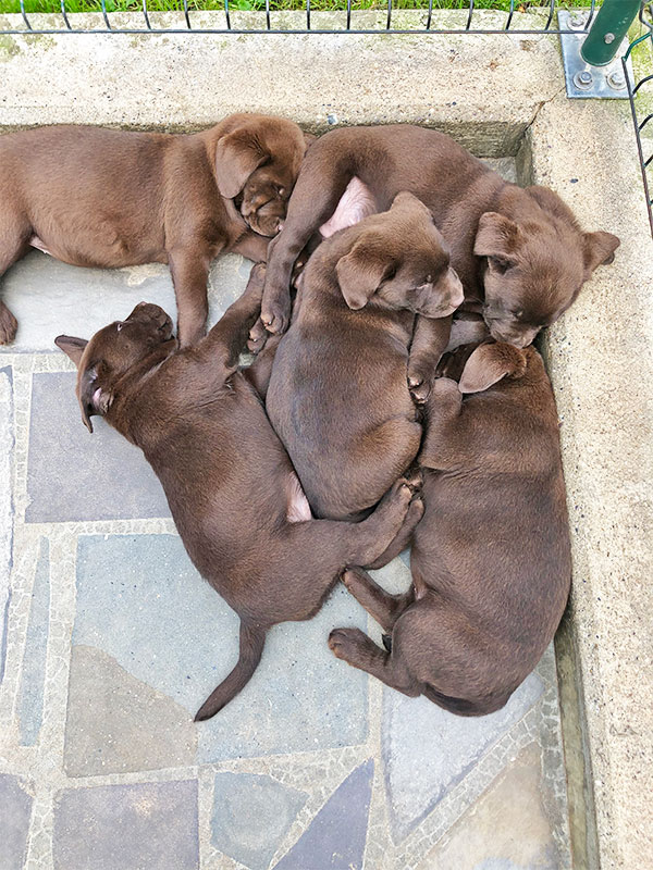 Allevamento Labrador Retriever - Allevamento San Francesco a Caravaggio, Bergamo