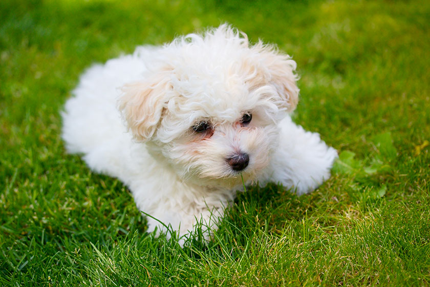 Allevamento Cane Bolognese Bergamo