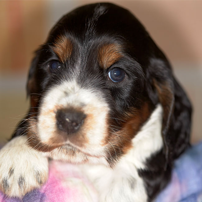 Cucciolo di Cocker Spaniel Inglese Allevamento a Bergamo