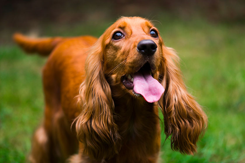 Cocker Spaniel Inglese Allevamento a Bergamo