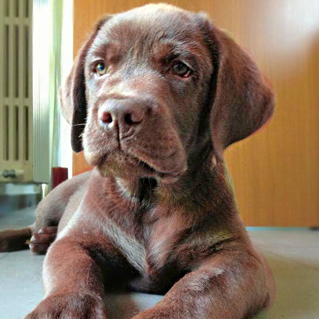 Cucciolo di Labrador Retriever cioccolato Allevamento a Bergamo