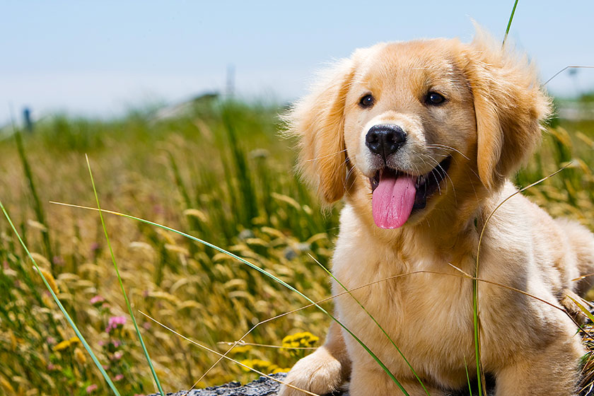 golden retriever