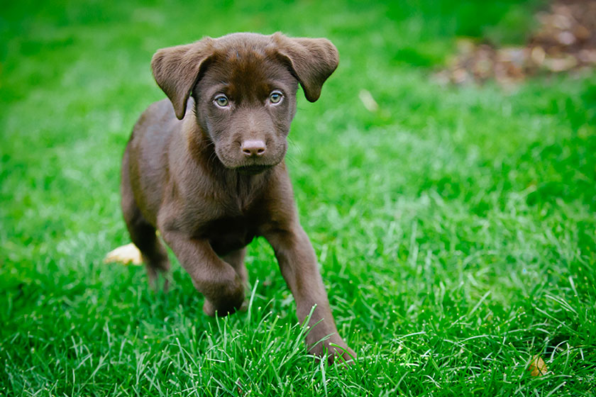 Allevamento Labrador Retriever a Bergamo